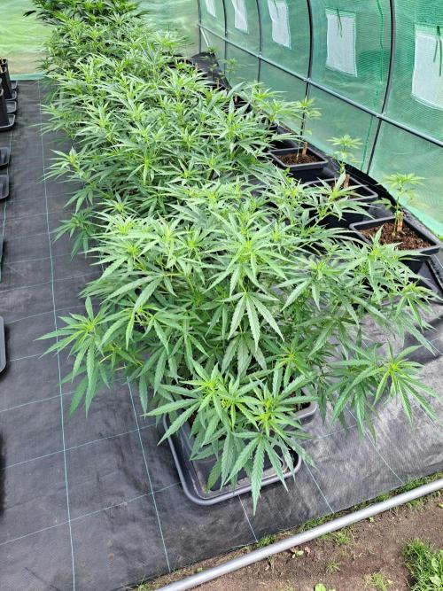 Biscotti#7 Zamnesia CLONE. Week 15 - DAY110