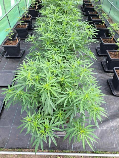 Biscotti#7 Zamnesia CLONE. Week 15 - DAY110