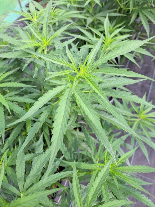 Biscotti#7 Zamnesia CLONE. Week 15 - DAY110