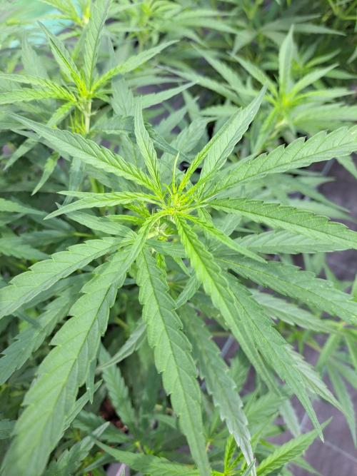 Biscotti#7 Zamnesia CLONE. Week 15 - DAY110