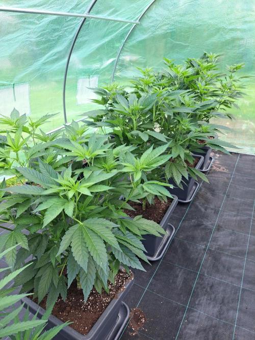 GH Cookies Gelato CLONE. Week 14 - DAY105