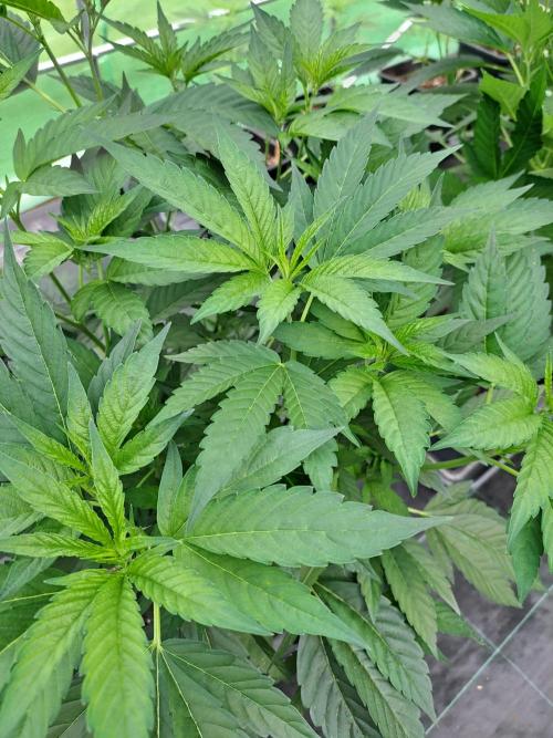 GH Cookies Gelato CLONE. Week 14 - DAY105