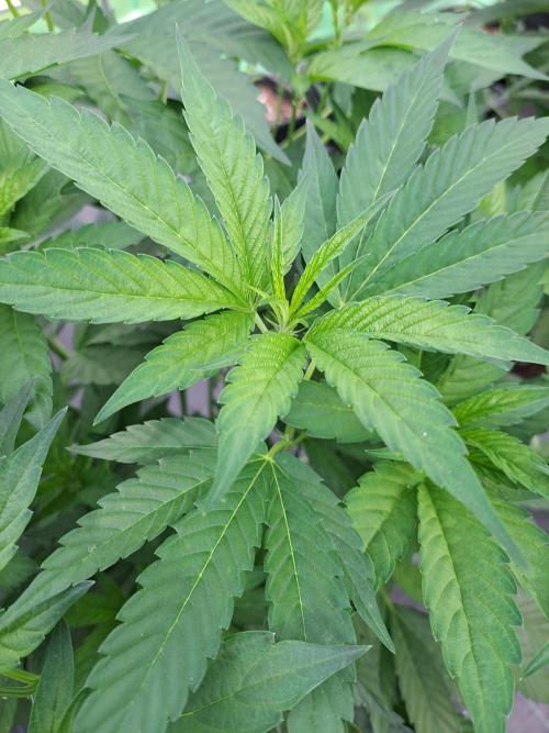 GH Cookies Gelato CLONE. Week 14 - DAY105