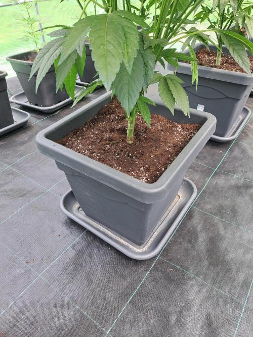 Cookies Gelato. Week 14