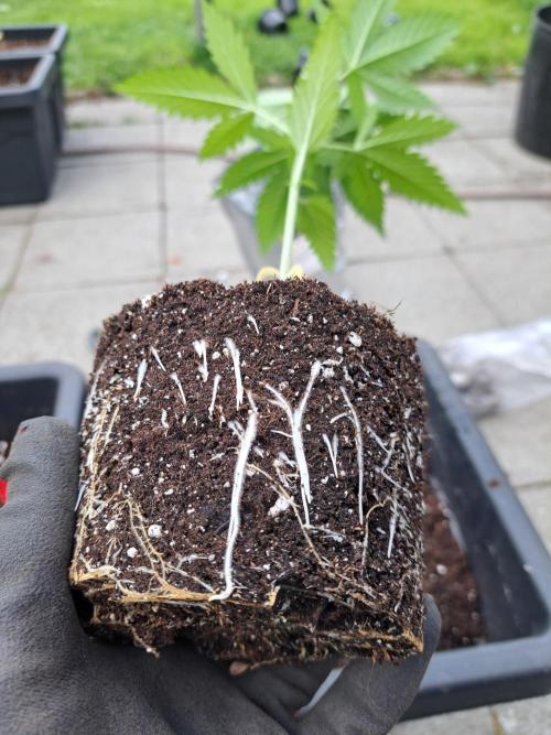 Clementine Slush. Week 4 - DAY34 Transplanting