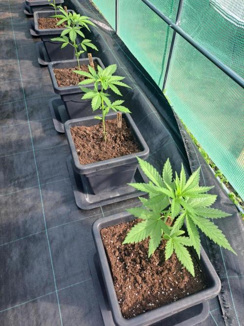 Clementine Slush. Week 4 - DAY34