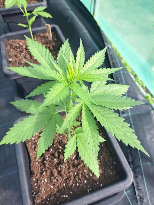 Clementine Slush. Week 4 - DAY34 Plant#1