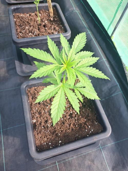 Clementine Slush. Week 4 - DAY34 Plant#2