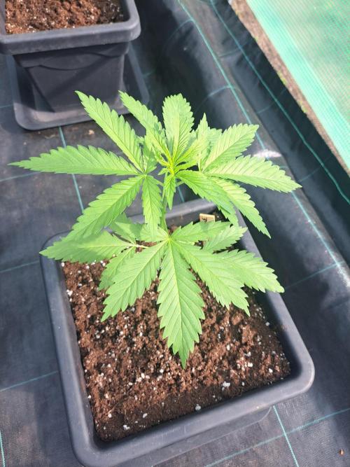 Clementine Slush. Week 4 - DAY34 Plant#2