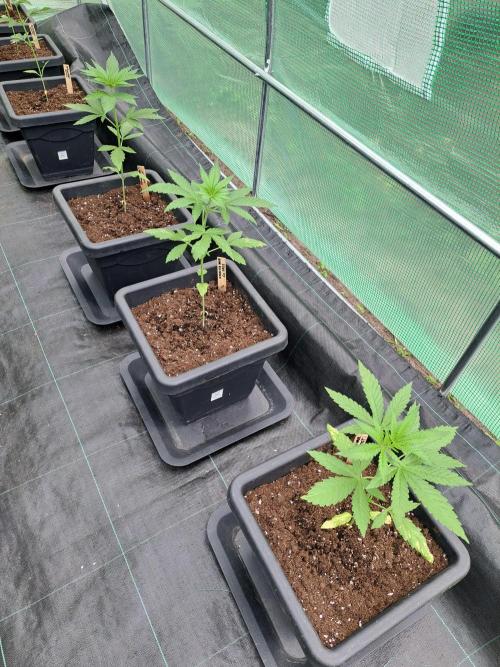 Amnesia Haze Go Fast. Week 4 - DAY34