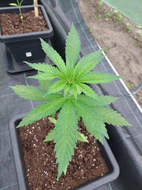 Amnesia Haze Go Fast. Week 4 - DAY34 Plant #1