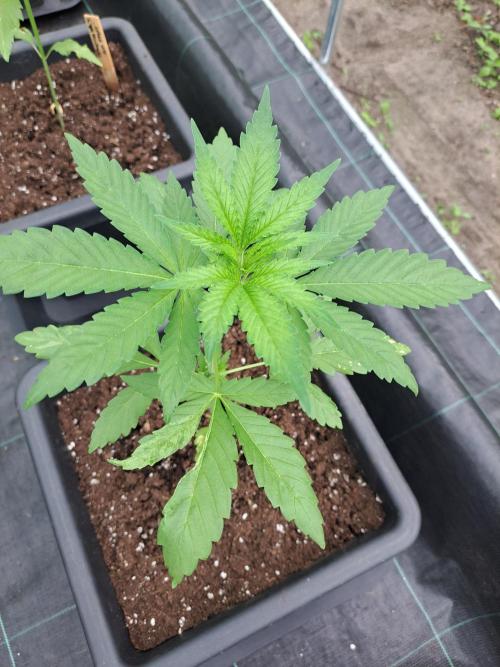 Amnesia Haze Go Fast. Week 4 - DAY34 Plant #2