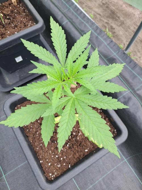 Amnesia Haze Go Fast. Week 4 - DAY34 Plant #1