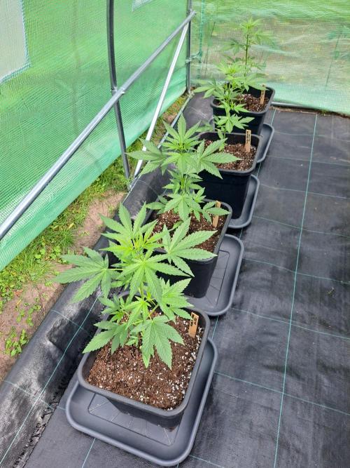 Mikromachine Auto. Week 4 - DAY34