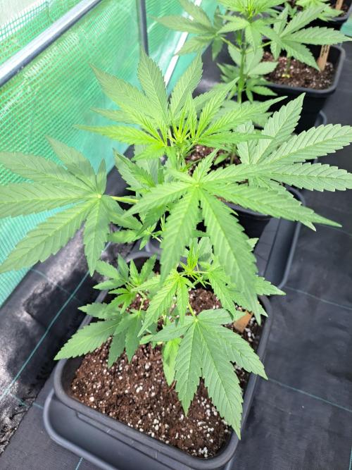 Mikromachine Auto. Week 4 - DAY34 Plant #1