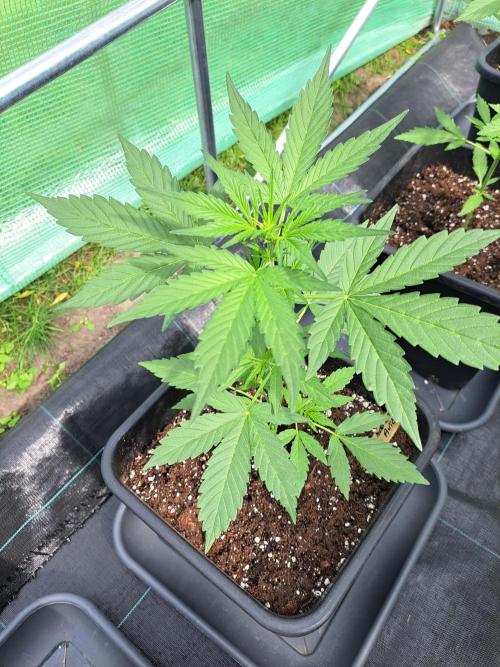 Mikromachine Auto. Week 4 - DAY34 Plant #2