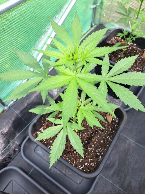 Mikromachine Auto. Week 4 - DAY34 Plant #3