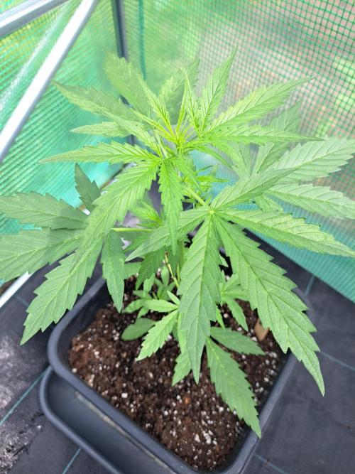 Mikromachine Auto. Week 4 - DAY34 Plant #4
