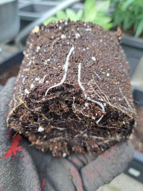 Zoap Rosé. Week 4 - DAY34