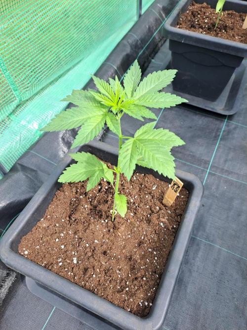 Zoap Rosé. Week 4 - DAY34
