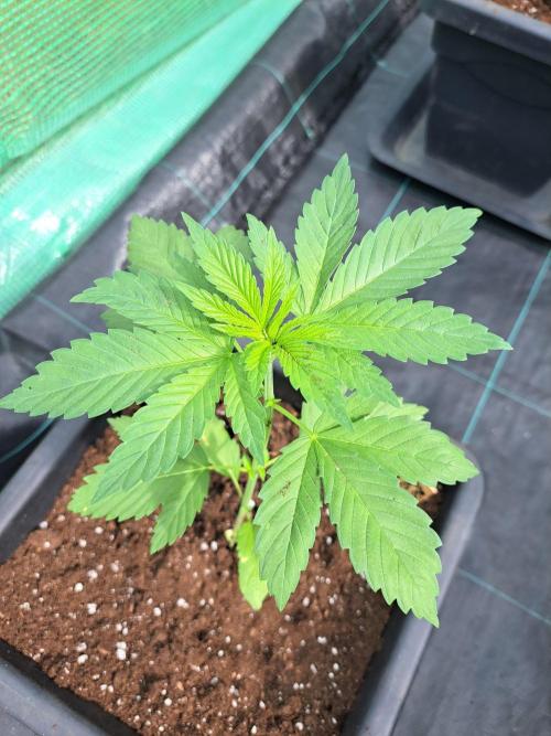 Zoap Rosé. Week 4 - DAY34