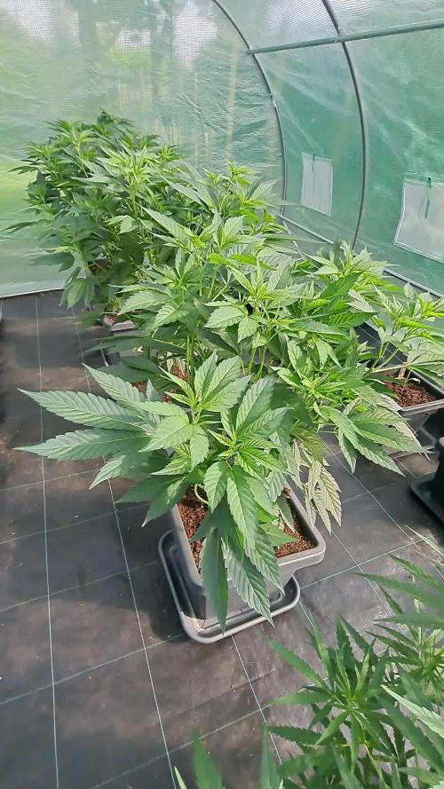 GH Cookies Gelato CLONE