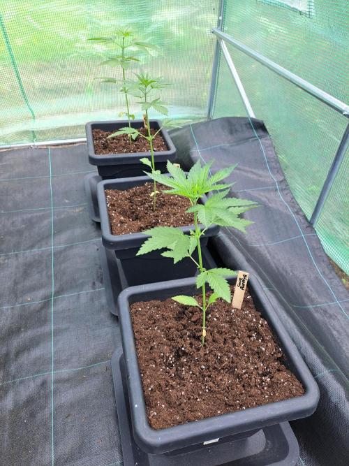 Sour Papaya. Week 4 - DAY34
