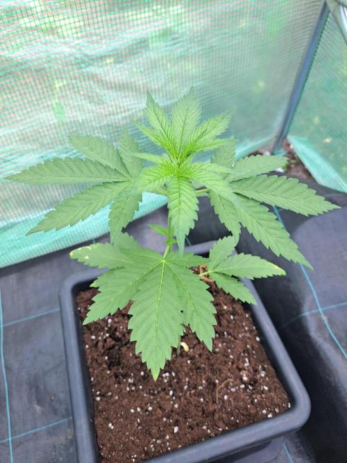 Sour Papaya. Week 4 - DAY34 Plant #1