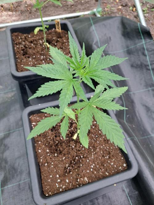 Sour Papaya. Week 4 - DAY34 Plant #2