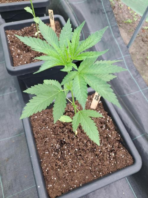 Sour Papaya. Week 4 - DAY34 Plant #3