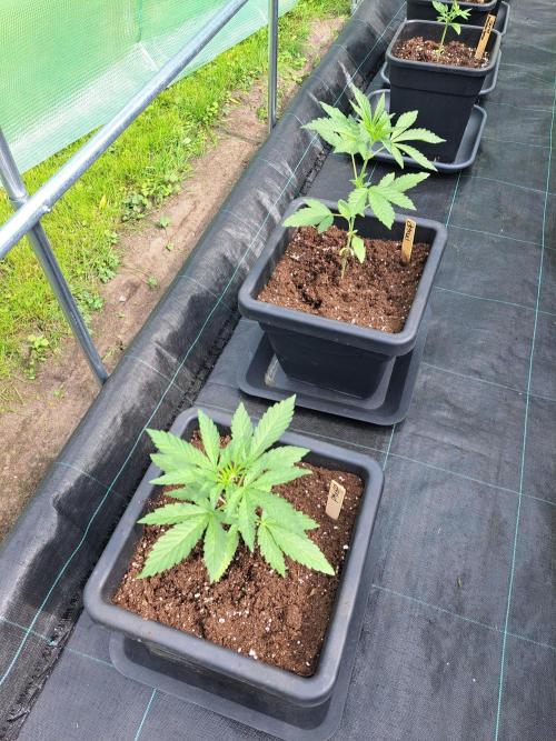 Permant Marker X Georgia Pie. Week 4 - DAY34