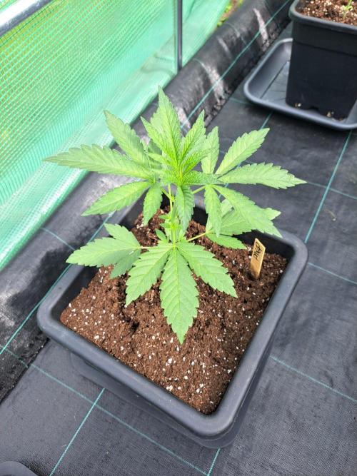 Permant Marker X Georgia Pie. Week 4 - DAY34 Plant #1