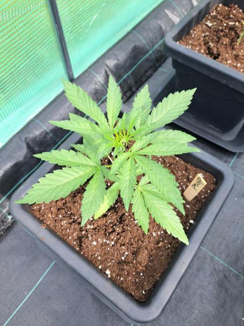 Permant Marker X Georgia Pie. Week 4 - DAY34 Plant #1