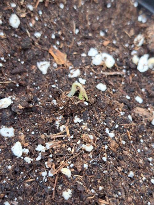 Zoap Rosé. Week 1 - DAY8 Plant #1