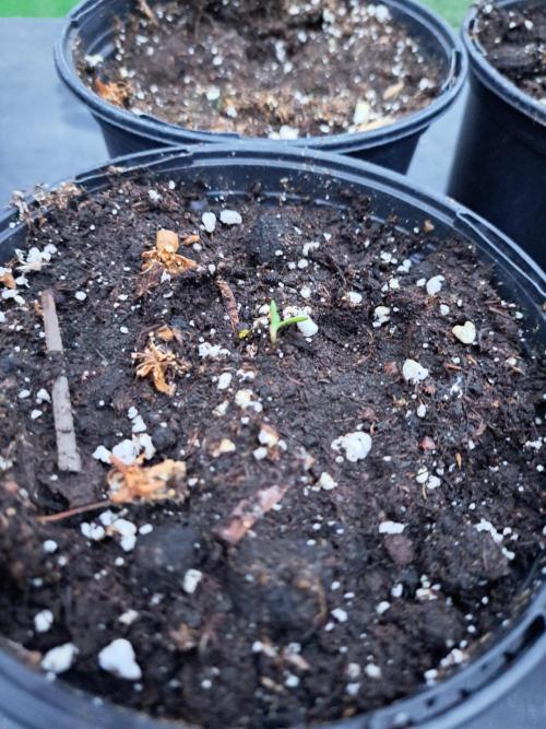 Zoap Rosé. Week 1 - DAY10 Plant #2
