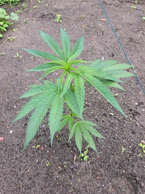 OUT Cookies Gelato CLONE. Week 6 - Plant #1 36cm