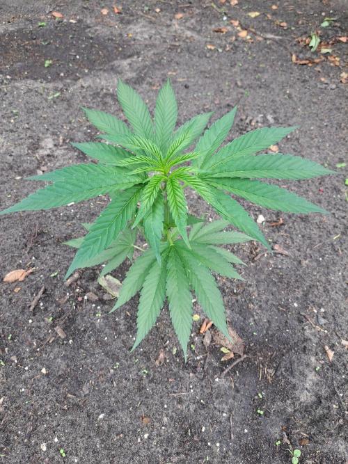 OUT Cookies Gelato CLONE. Week 6 - Plant #2 37cm
