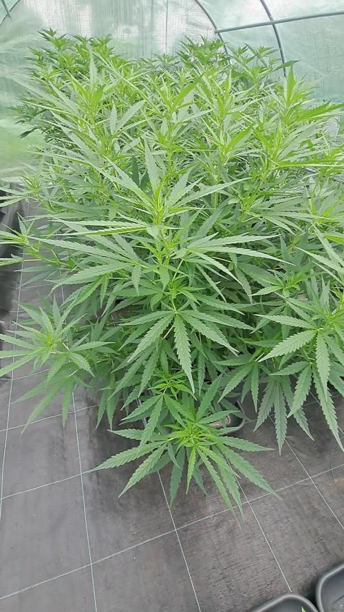 Biscotti#7 Zamnesia CLONE