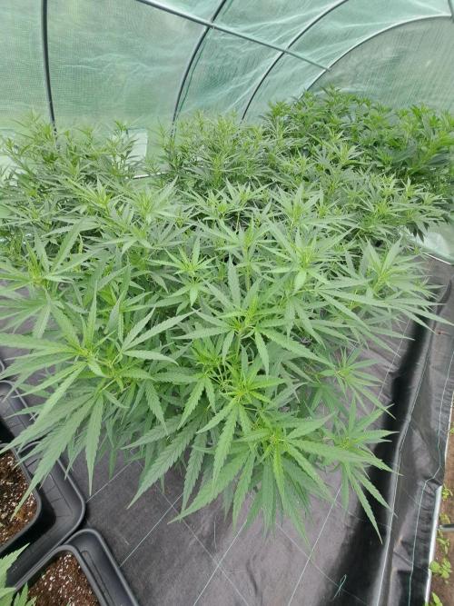 Biscotti#7 Zamnesia CLONE. Week 16 - DAY117