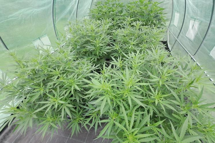 Biscotti#7 Zamnesia CLONE. Week 16 - DAY117