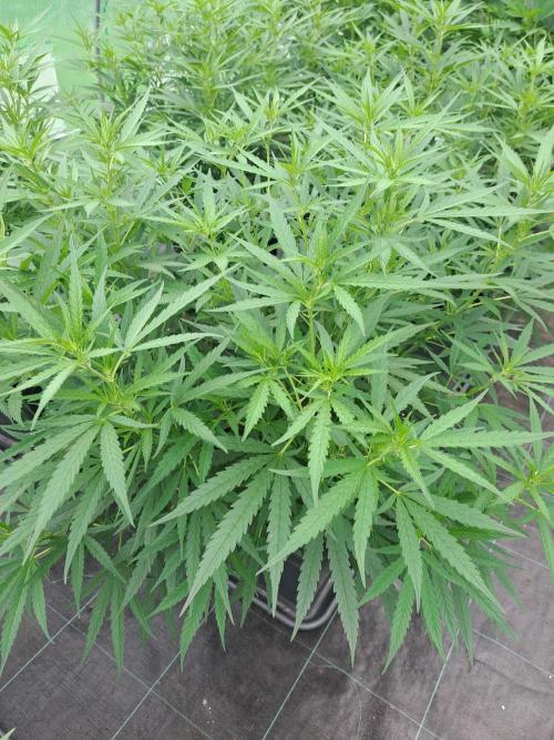 Biscotti#7 Zamnesia CLONE. Week 16 - DAY117
