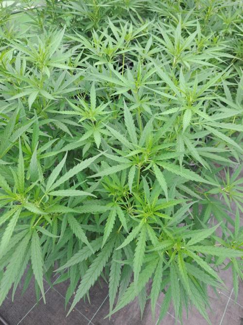 Biscotti#7 Zamnesia CLONE. Week 16 - DAY117