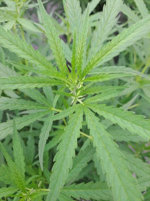 Biscotti#7 Zamnesia CLONE. Week 16 - DAY117