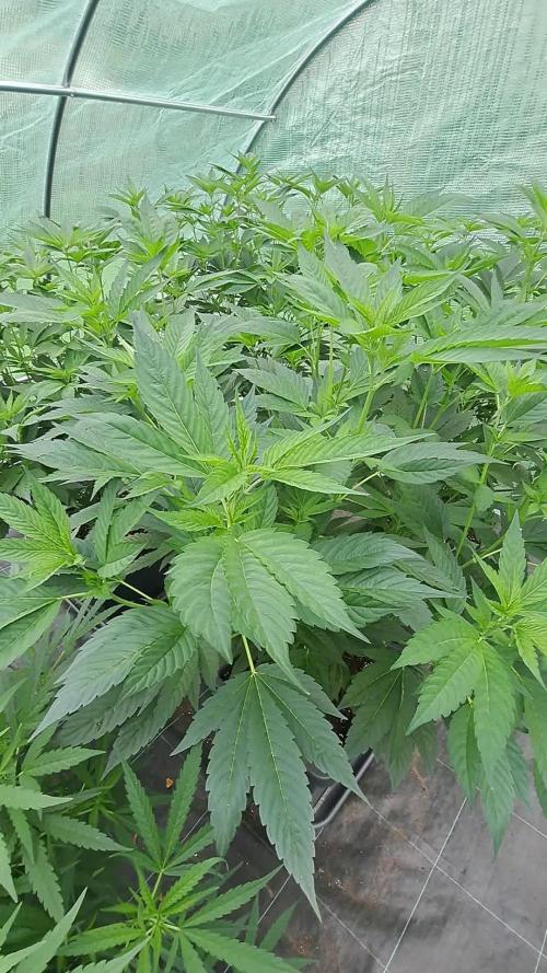 GH Cookies Gelato CLONE
