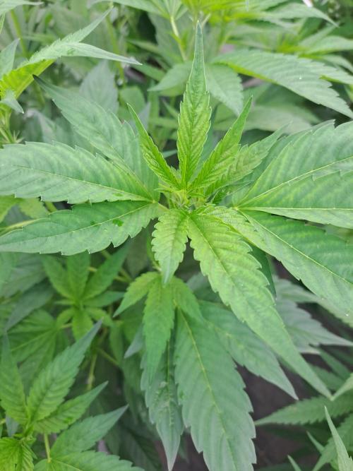 GH Cookies Gelato CLONE. Week 15 - DAY112
