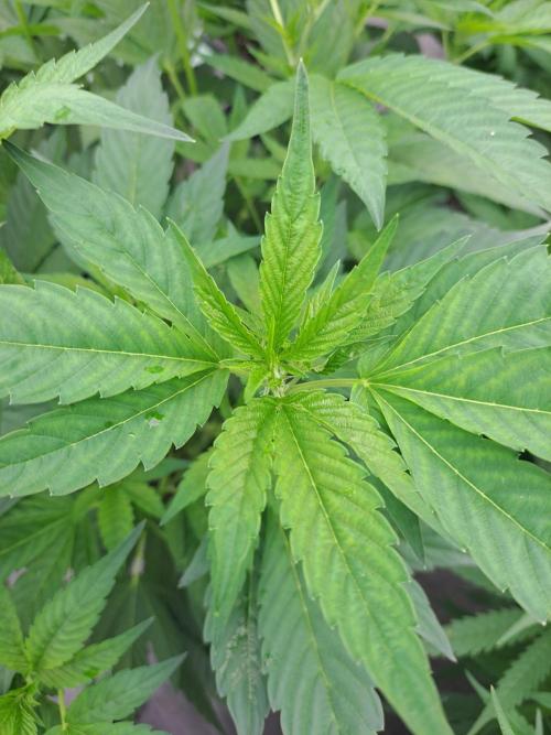 GH Cookies Gelato CLONE. Week 15 - DAY112
