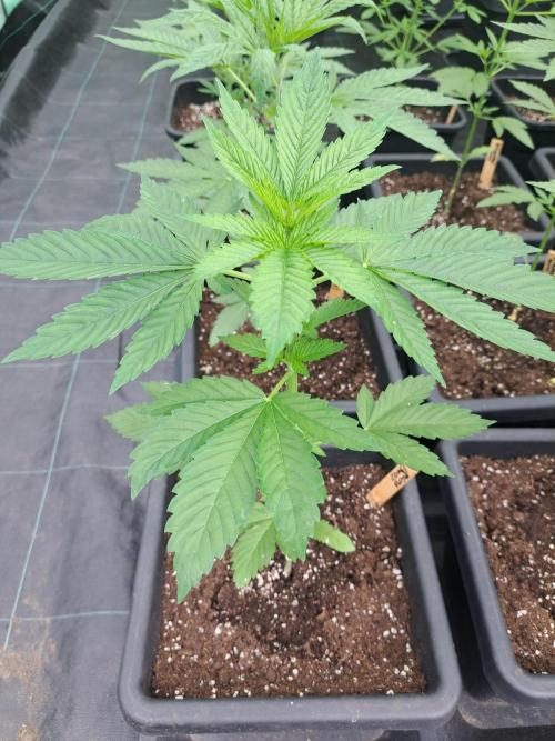 Zoap Rosé. Week 5 - DAY41