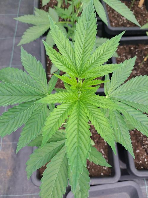 Zoap Rosé. Week 5 - DAY41