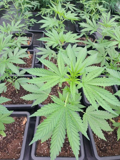 Amnesia Haze Go Fast. Week 5 - DAY41