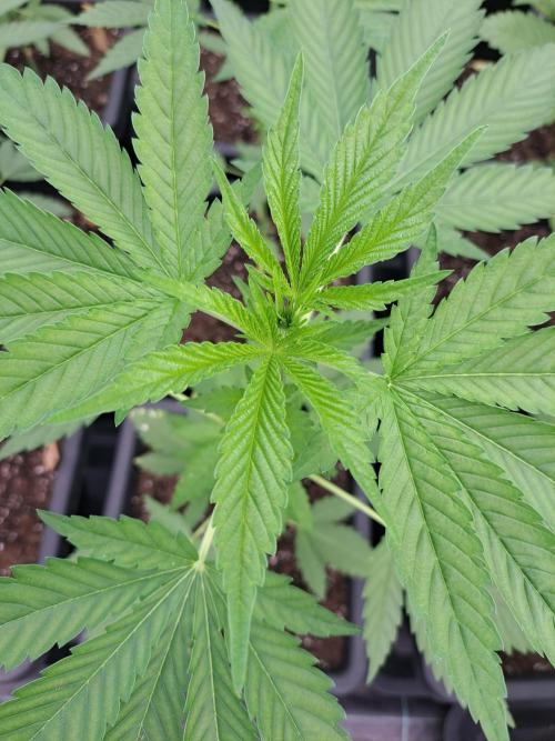 Amnesia Haze Go Fast. Week 5 - DAY41 Plant #1 